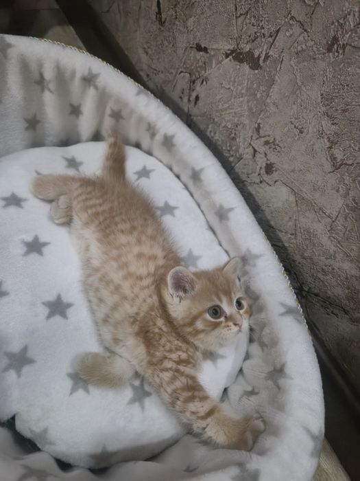 В продаже 4  котенка