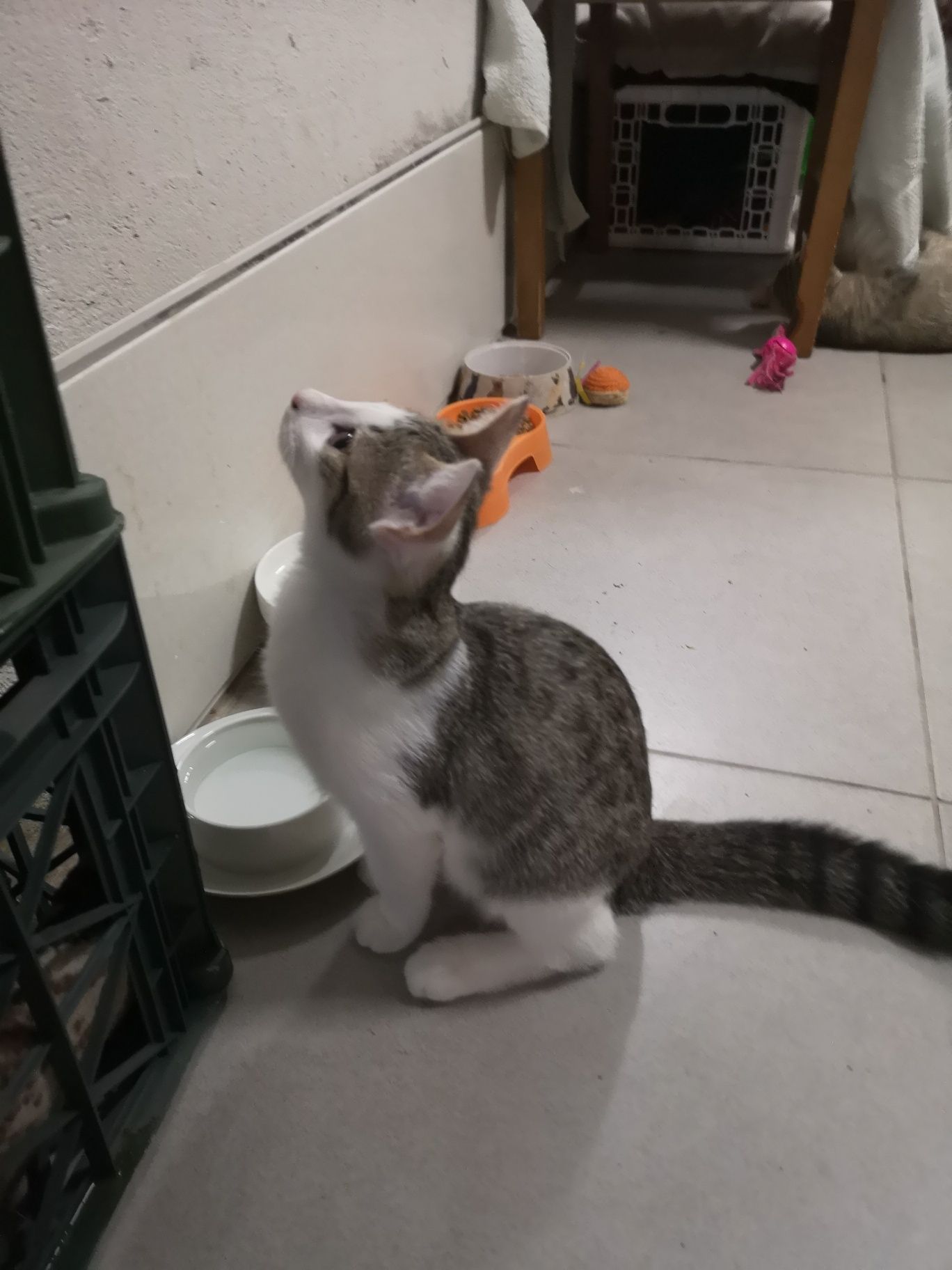 Котёнка в любящую семью