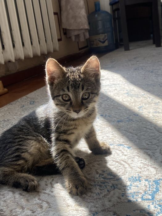 Котенок мальчик 2,5месяца очень ласковый, тактильный