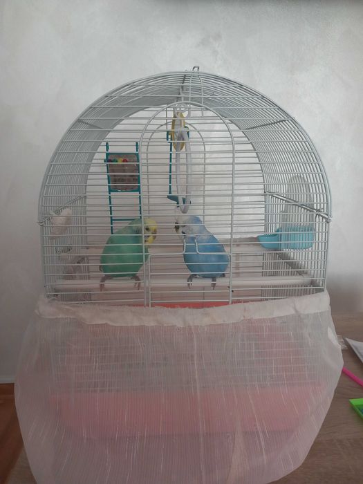 Vînd perusi pereche