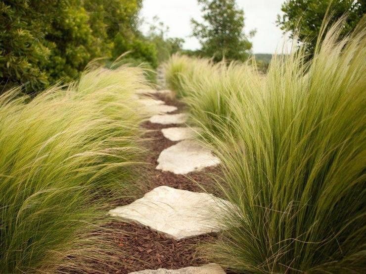 Ковыль красивейший (Stipa pulcherrima)