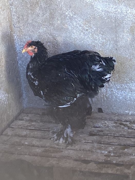 Cochinchina uriaș bobat cocoși