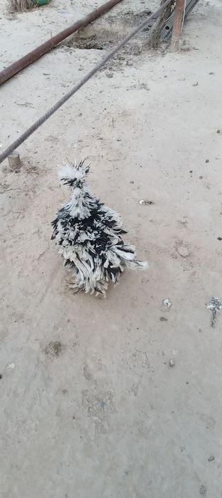 Assalomu Alaykum yapon tovuq sotiladi