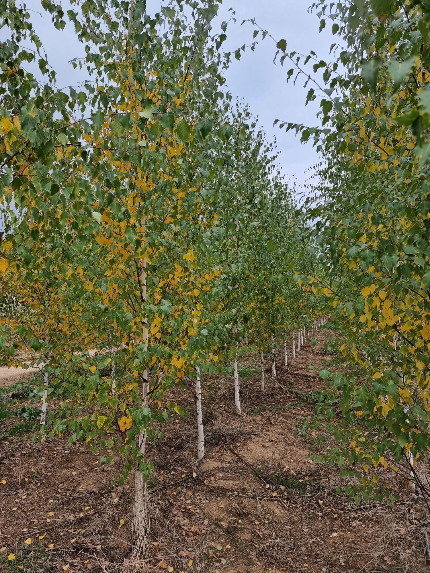 Copaci ornamentali mesteacăn alb/tei / Platani/stejar Distribuim in ta