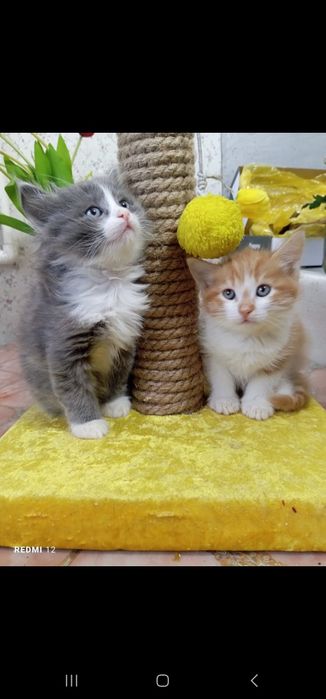 Котята в добрые руки.