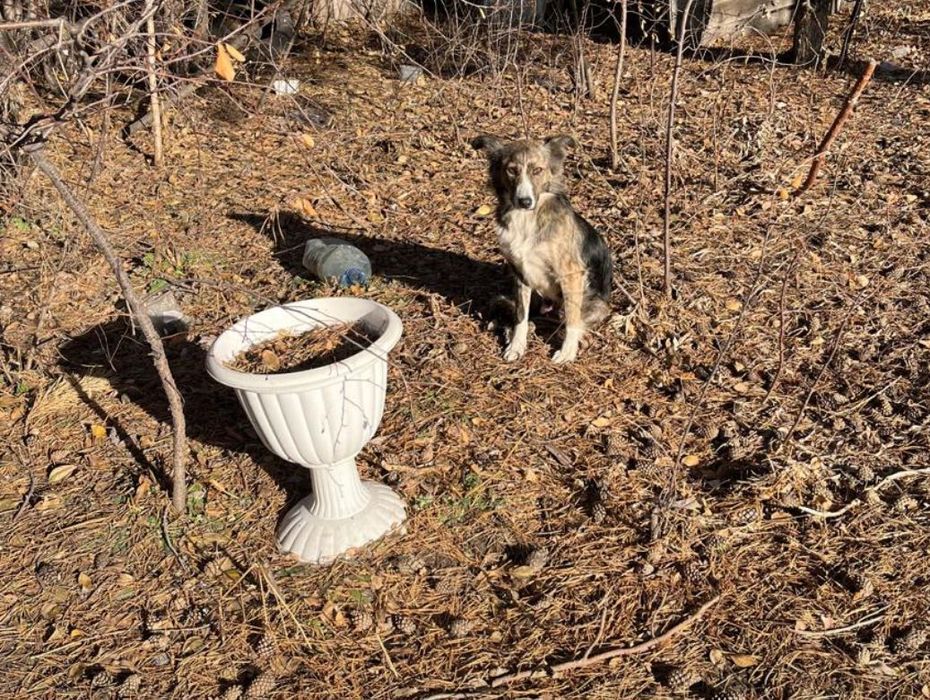 Отдам собаку, девочка.