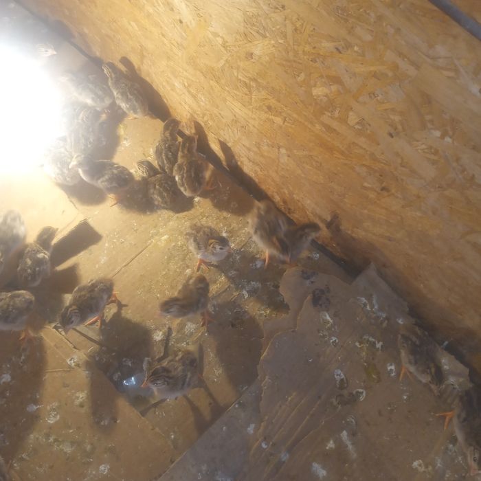 Цисарка балапандары