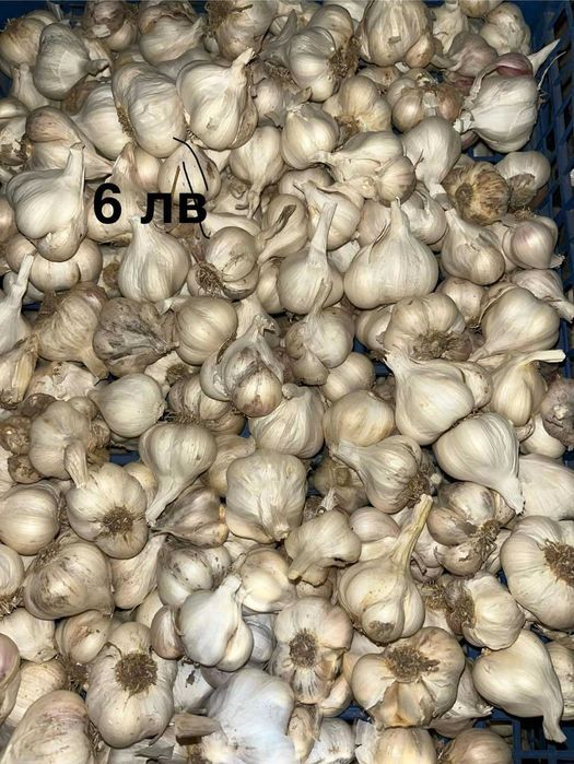 Български сорт чесън