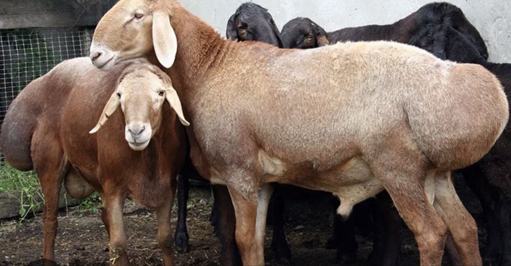 Баран один срочно