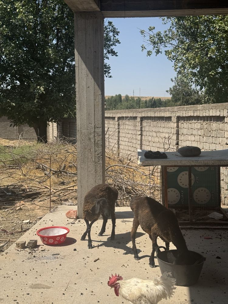 Qozi qo’ylar soatiladi