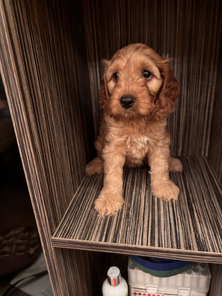 Кокапу-cockapoo !
