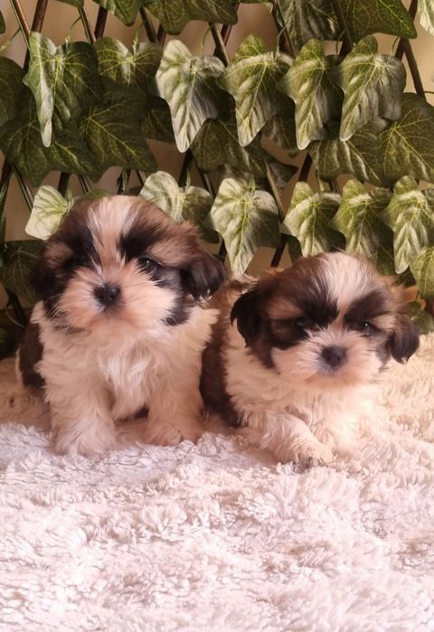 Ши Тцу Shih Tzuu