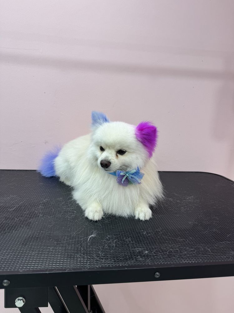 Frizerie canina,feline & spa / tuns catei /salon catei Galati