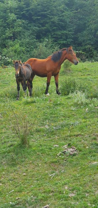 Vand manza de 1 an si 2 armasari de 5 luni