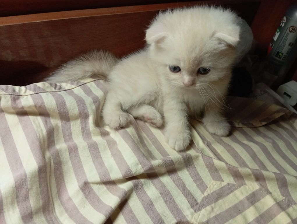 Шотландский вислоухий котенок Однотонный белый
