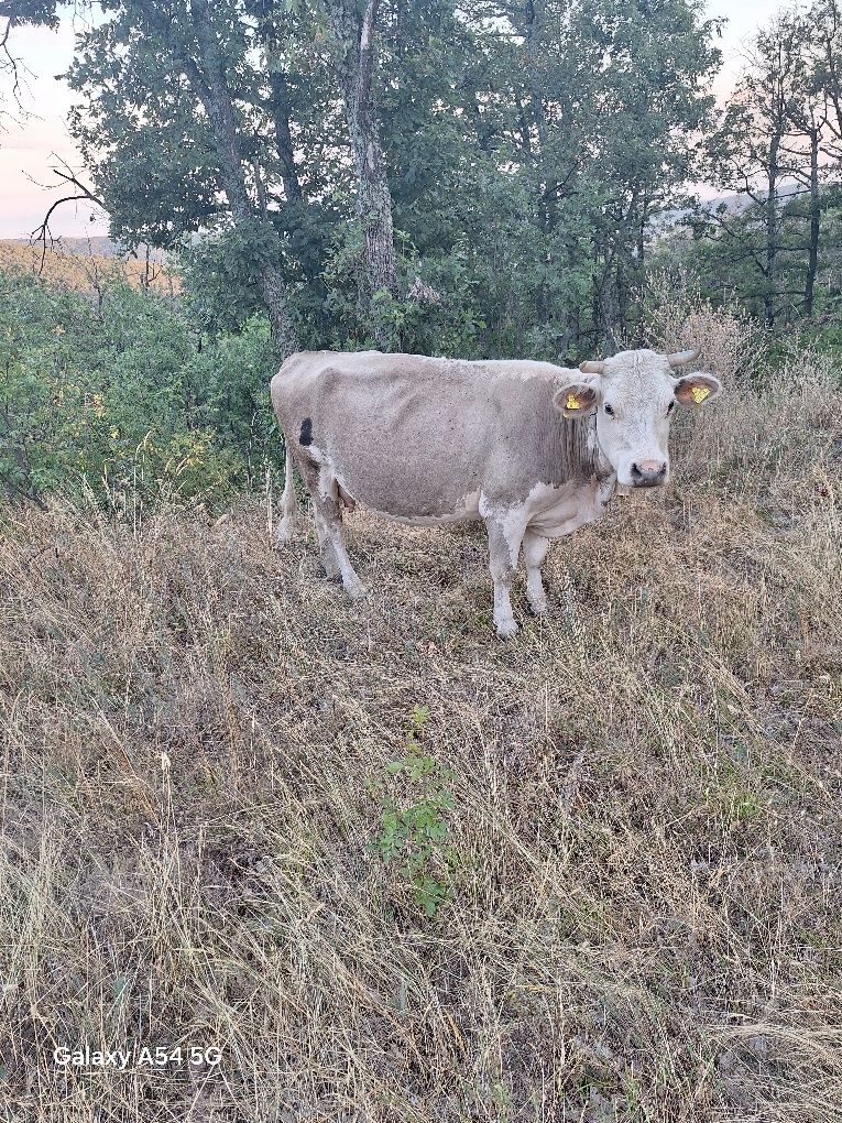 Продавам крава с теле
