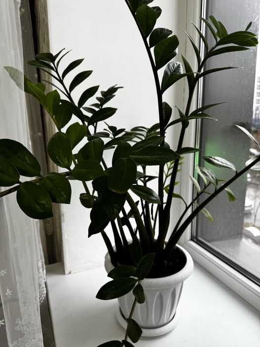 Комнатное растение