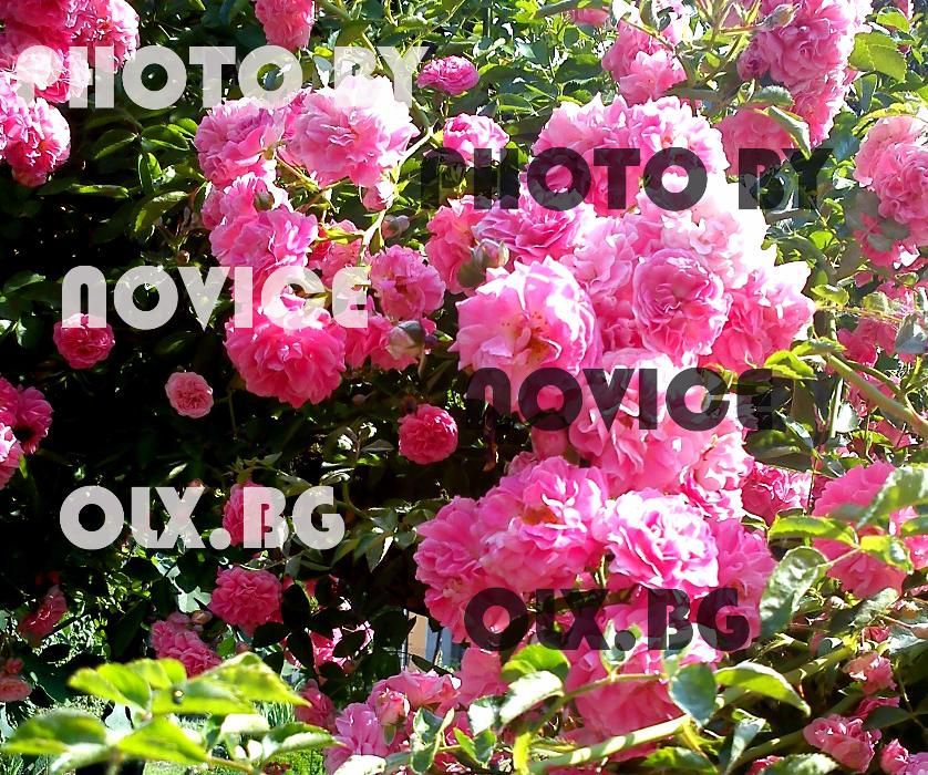 Японски рози, двуцветни рози, топ карамфил, маргаритки, флокс, трева
