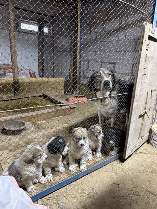 Төбет щеньки все девочки