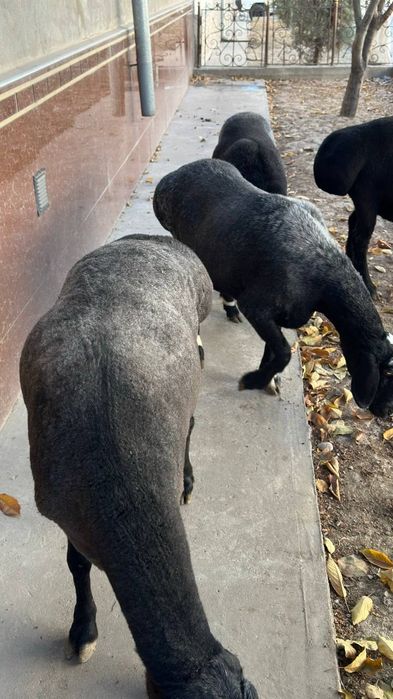 Солувла сотилади