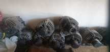 Alternator/Alternatoare grupul vag vw audi seat skoda