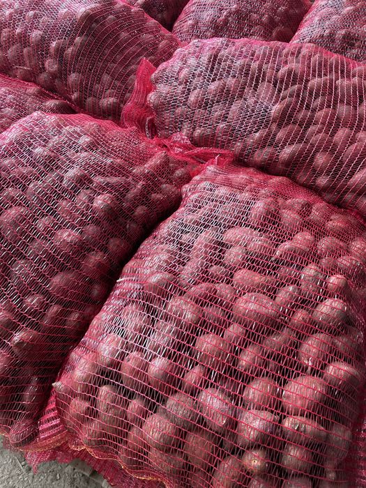 Cartofi samanta red lady