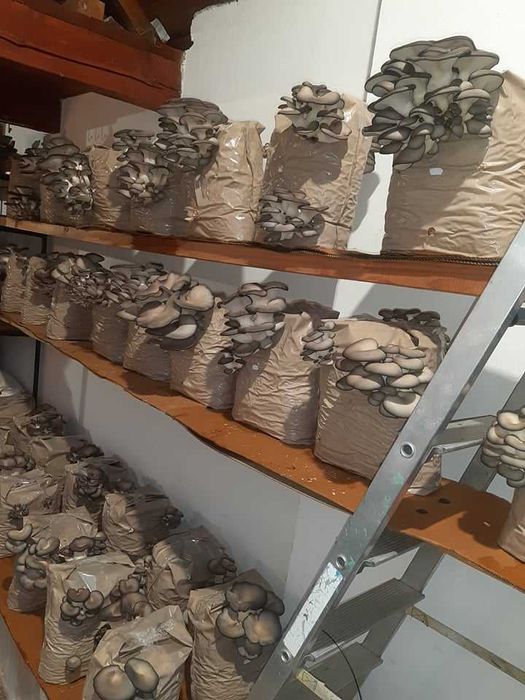 Saculeti gata pregatiti  pentru Pleurotus