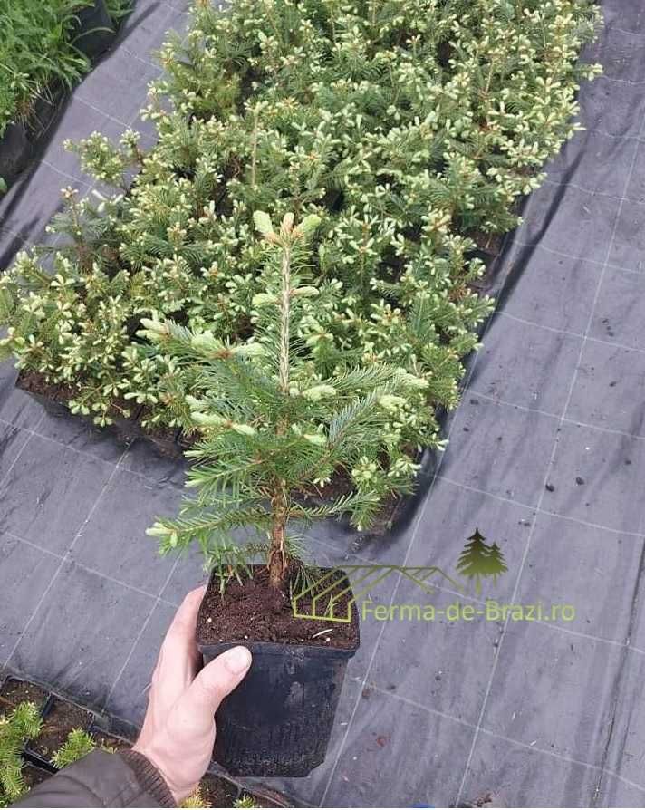 Puieti brad Abies Lasiocarpa la ghiveci P11- plantare 12 luni/an