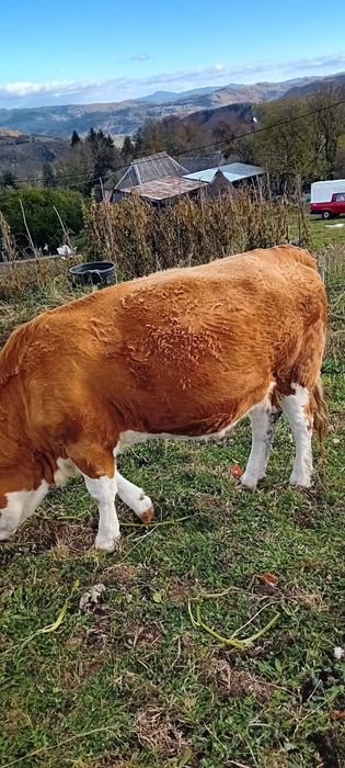 Vând junincă bălțată de 2 ani, gestantă de 4 luni