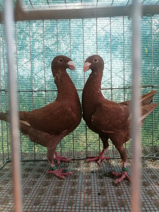 Voiajori germani de frumusețe