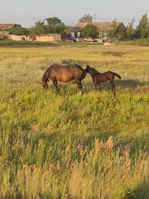 Продам лошадей..