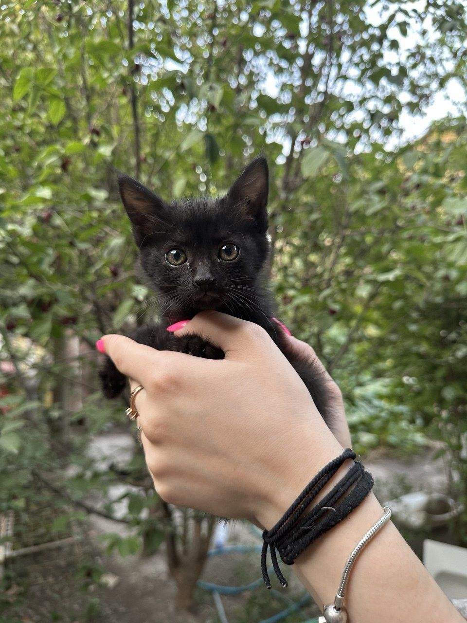Отдам в добрые руки двух котят
Ище