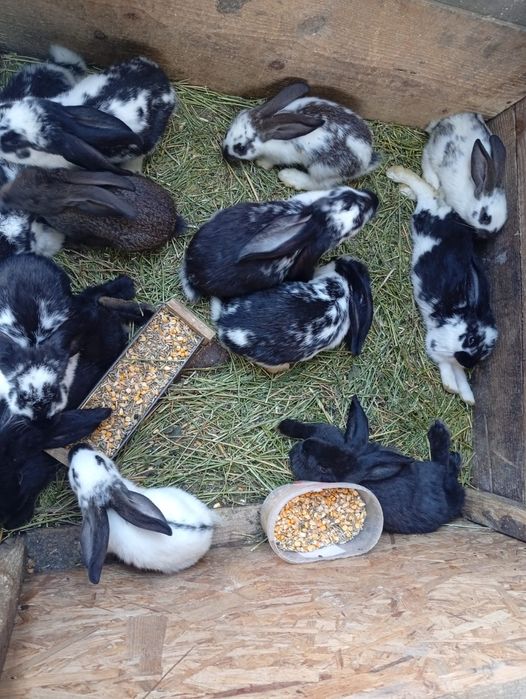 Iepuri de vânzare preț negociabil rasă fluture