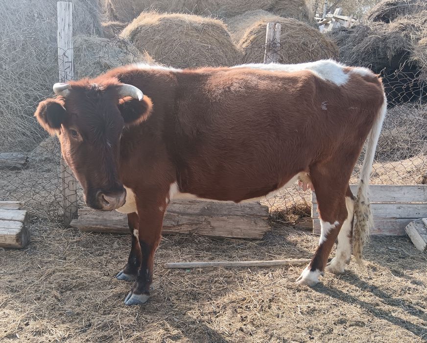 Сиыр сатылады. 600000