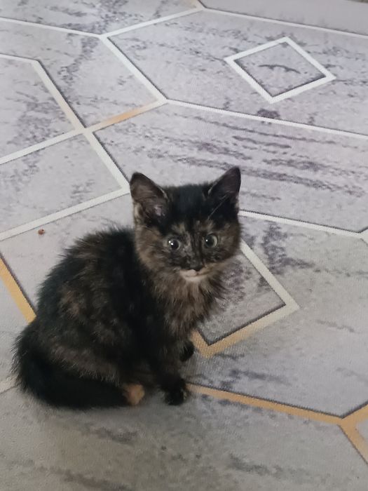 Котенок девочка бесплатно