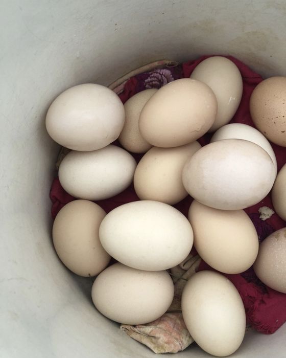 домашние яица / уй тухумлари