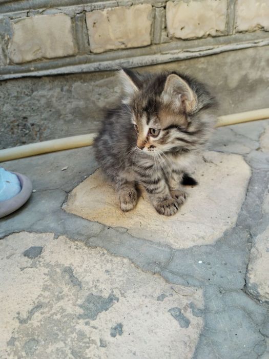 Продаются котята не дорого