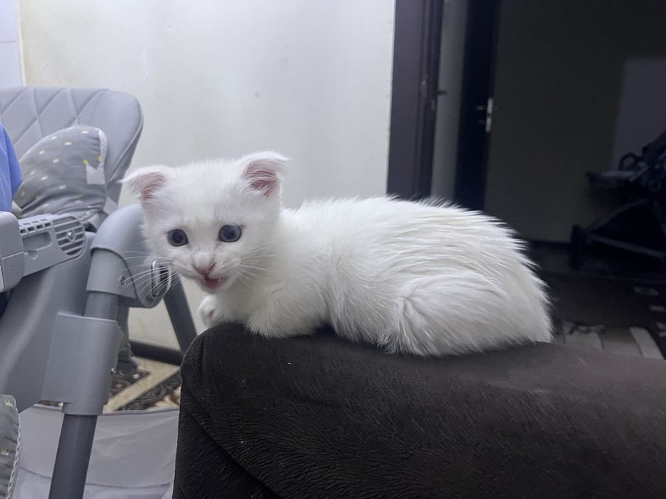 Продается котенок 2 месяца