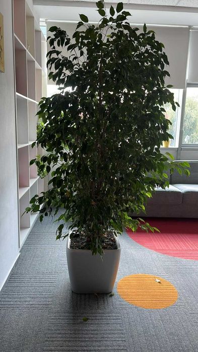 Vand urgent planta naturala ficus benjamin
