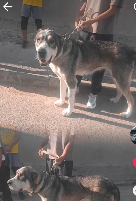 Алабай чистокровный