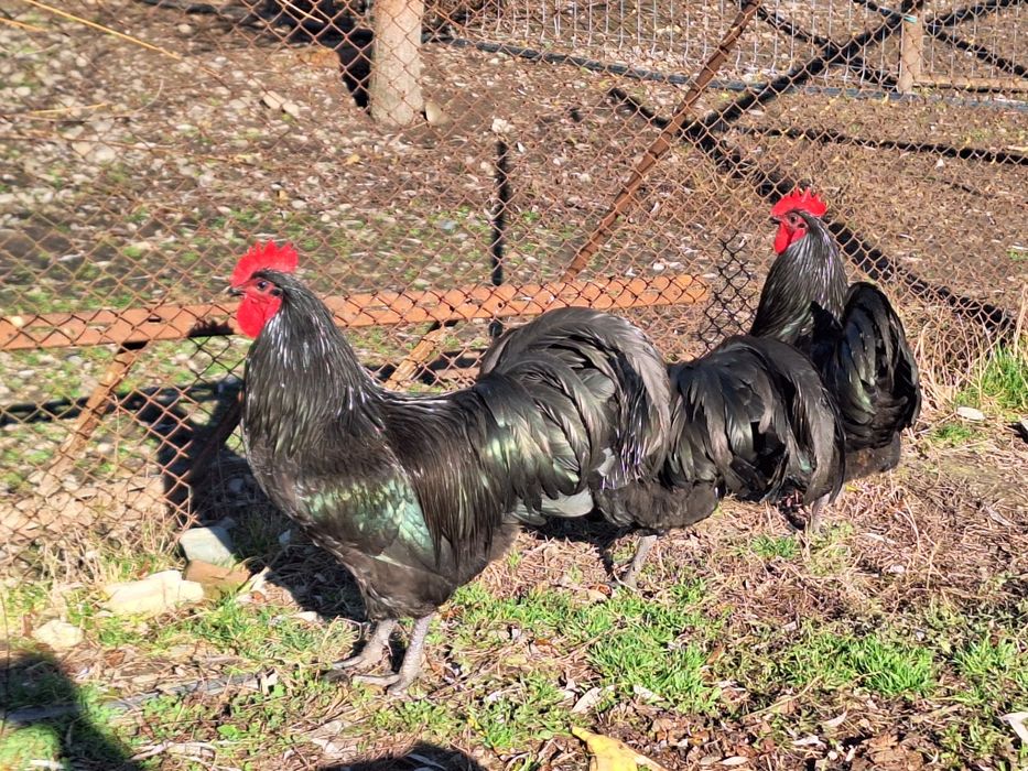 Cocosi australorp