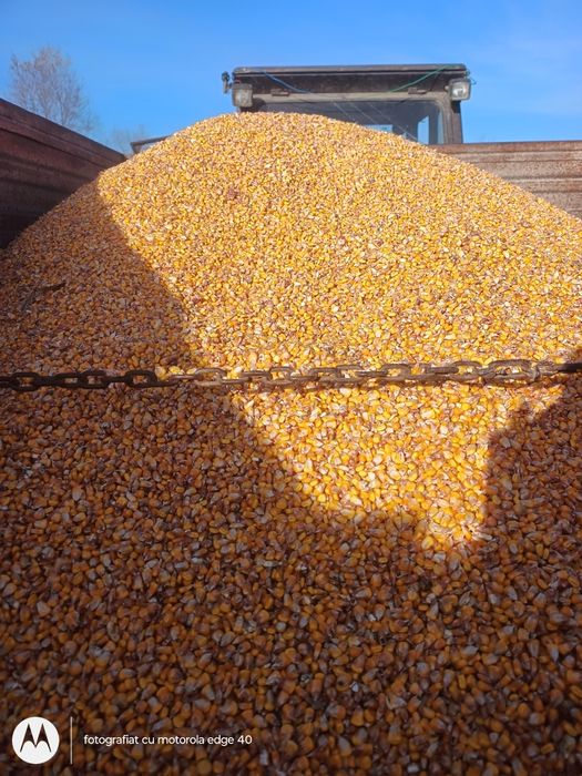 Vând graunte de anul acesta