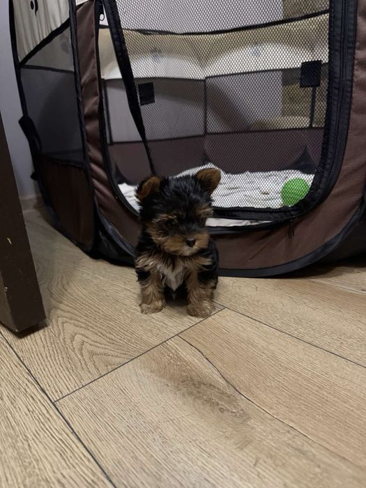 Мини йокширски териер / Мини йорки