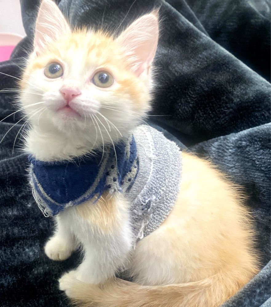 Котята разные красивые
