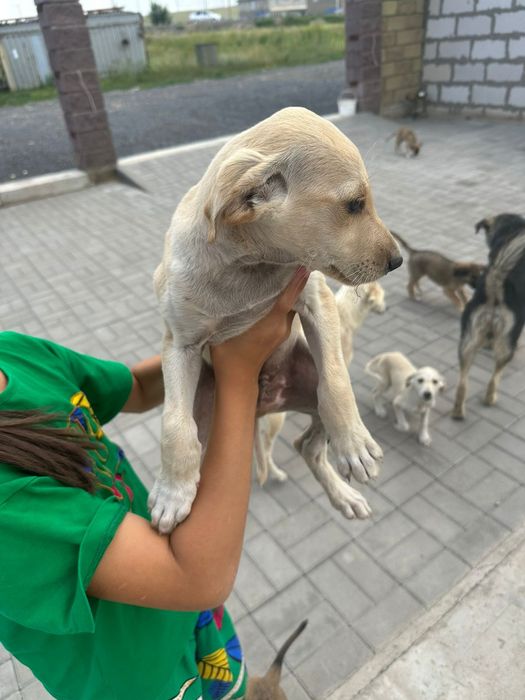 Отдам в хорошие руки