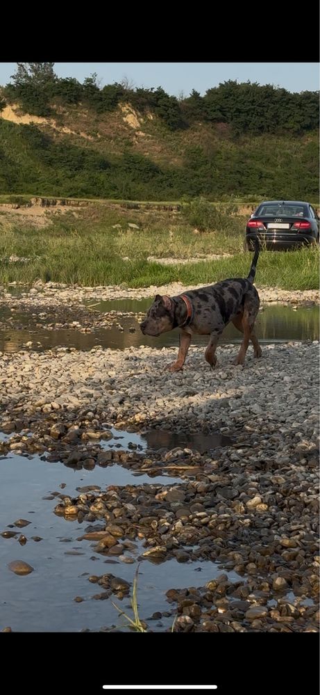 American Bully Blue Merle 7 luni mascul