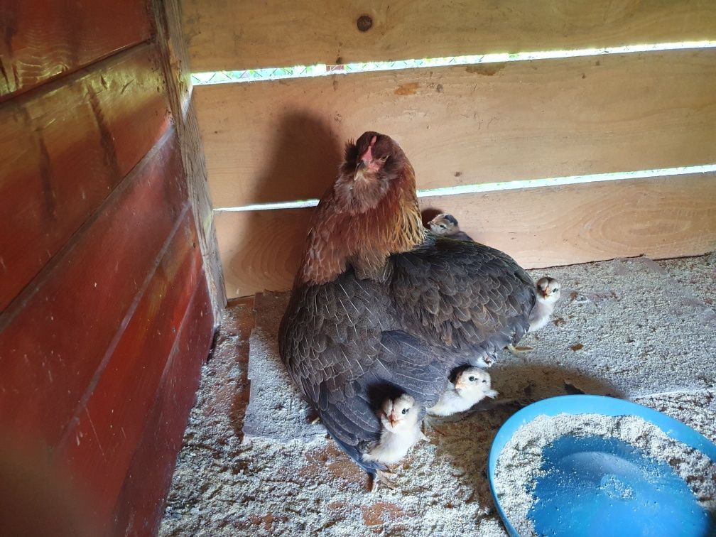 Vand ouă Araucana auriu