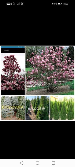 Vând tuia smarald, columnaris, leylandi, brazi, mesteacăn