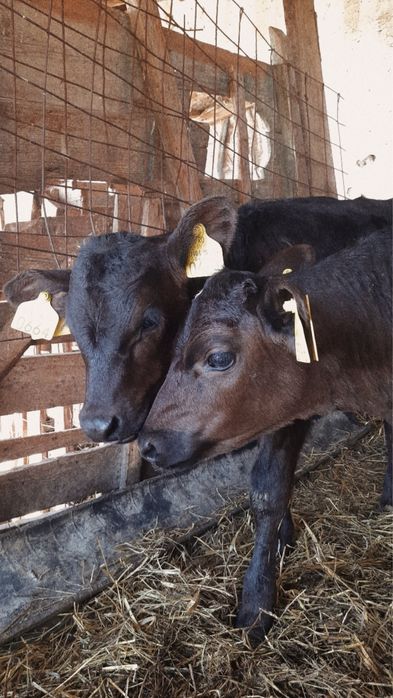 Vând vacă cu vițel