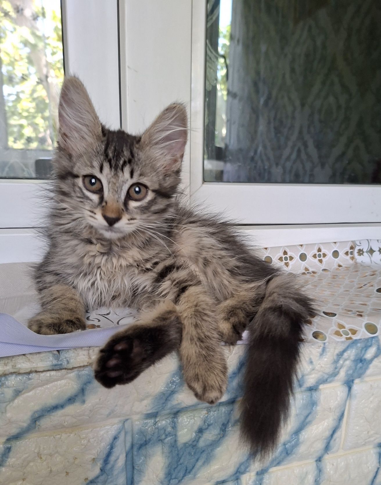 Котята ответственные руки